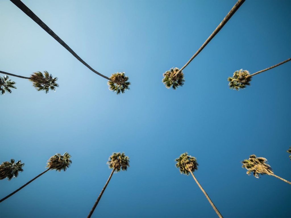 Palm trees from below